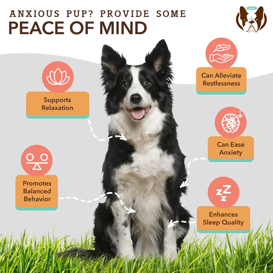 Natural Dog Company Calming Chews