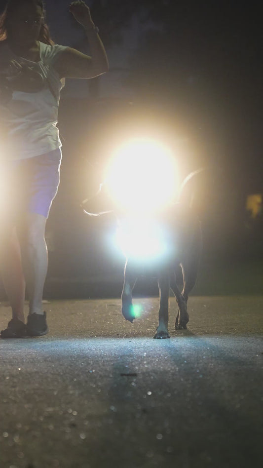 Lumi One LED  Harness