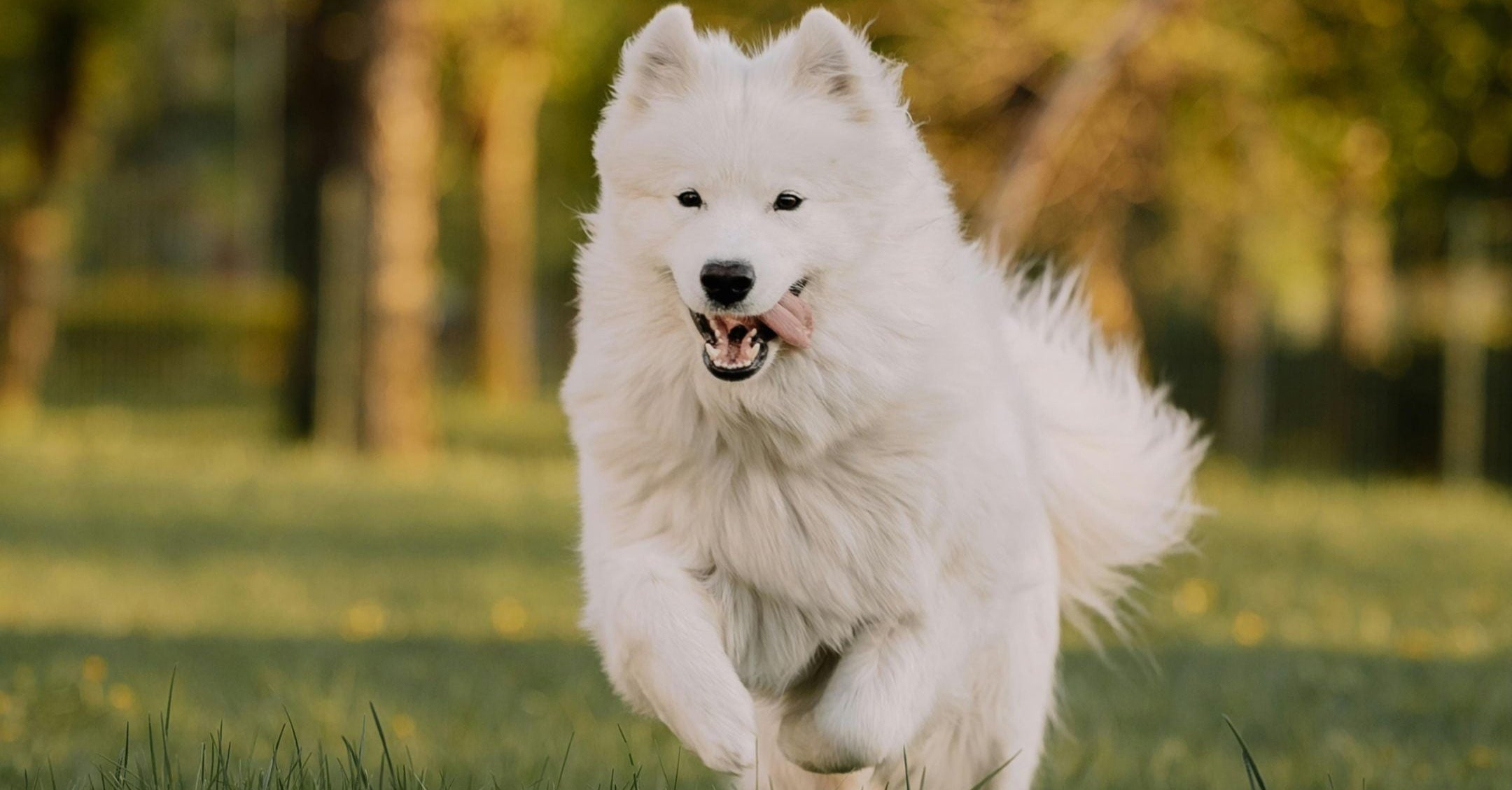 Cyber Sale Collection