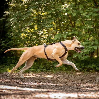 Curli Belka Comfort Harness