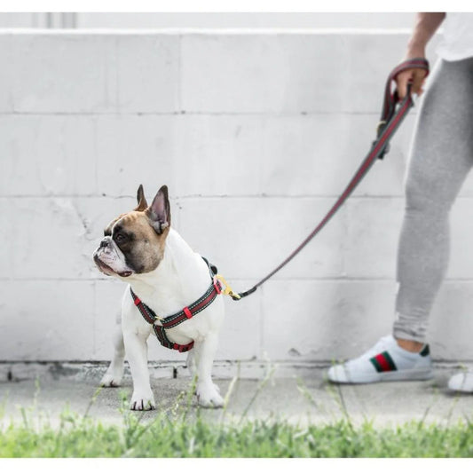 G-Stripe Harness