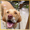 Load image into Gallery viewer, Bubble Lick Pet Bubbles
