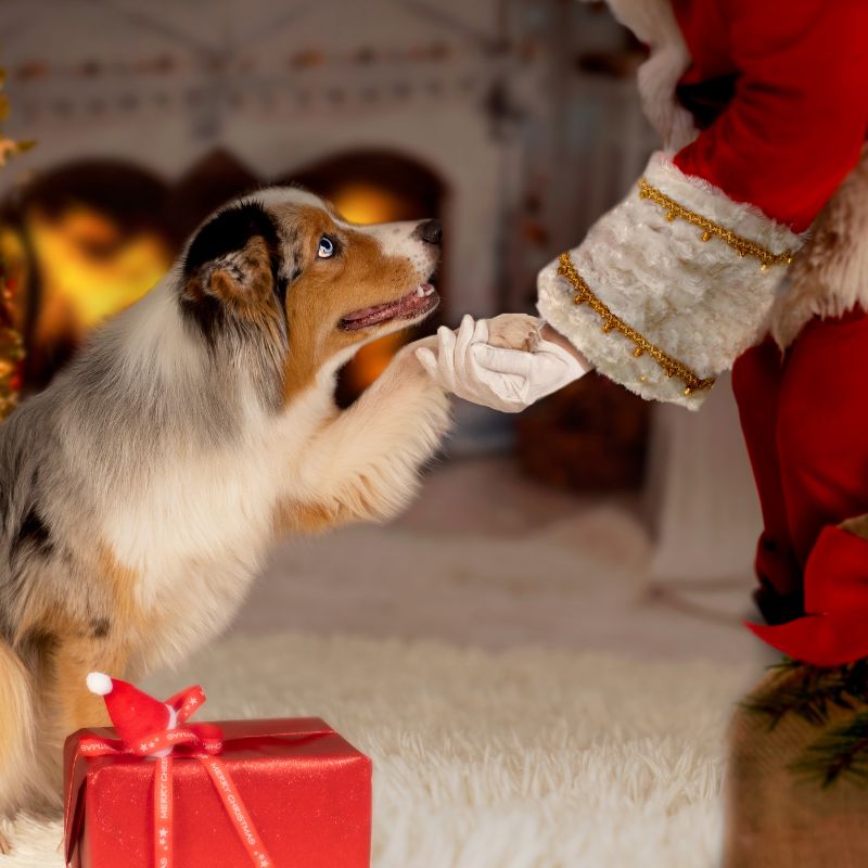 Santa's Enchanted Gift