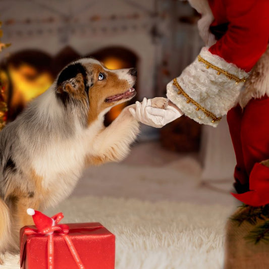 Santa's Enchanted Gift