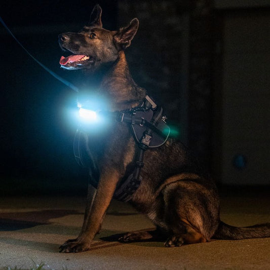 Lumi One LED  Harness