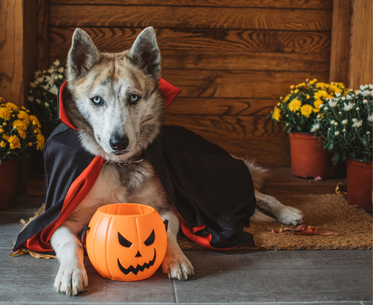 Halloween Pup Crawl